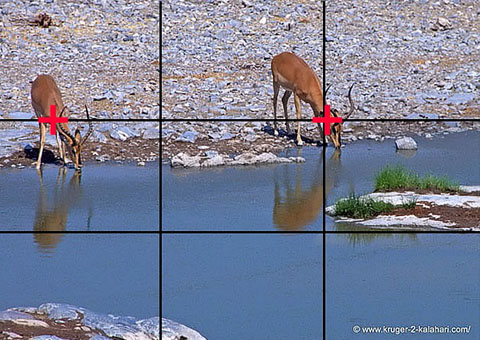 rule of thirds - black-faced impala rule of thirds - black-faced impala
