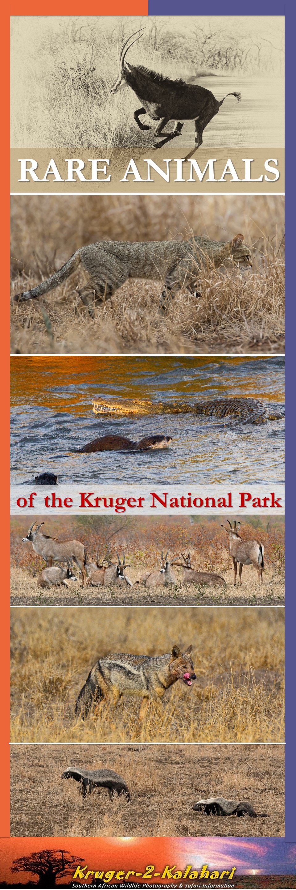 Rare animals of the Kruger National Park