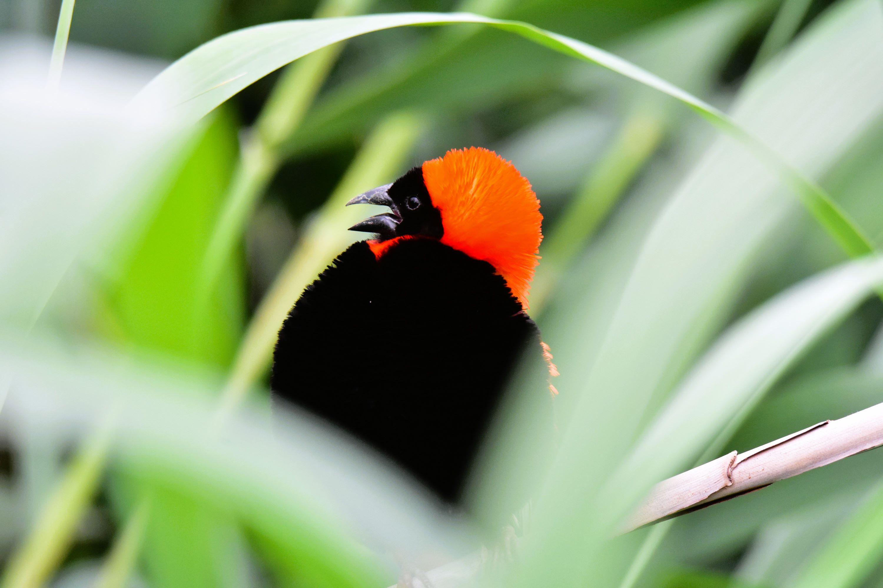 red bishop in the reeds at one of the hides red bishop in the reeds at one of the hides