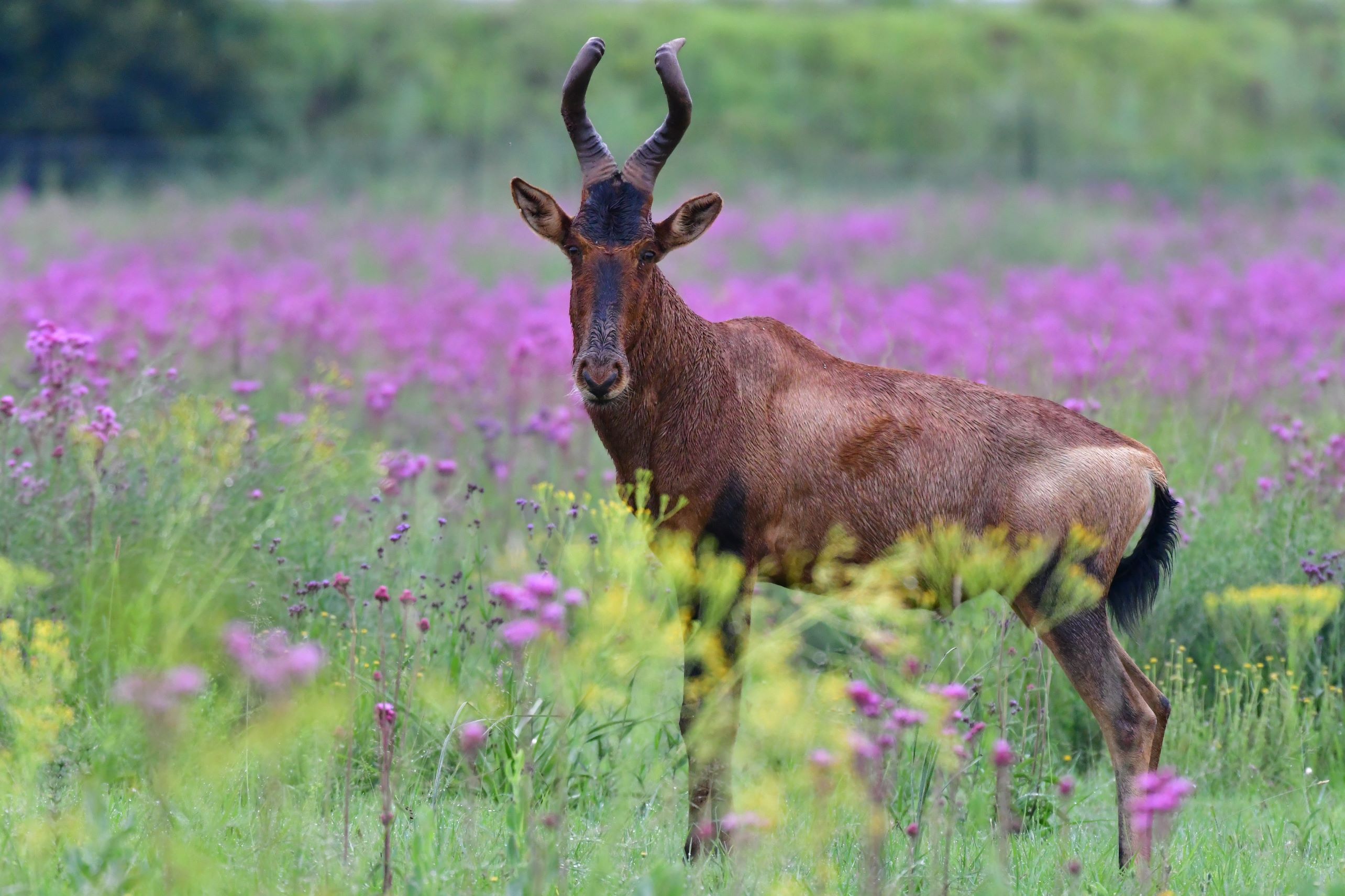 red hartebeest in Rietvlei2 red hartebeest in Rietvlei2