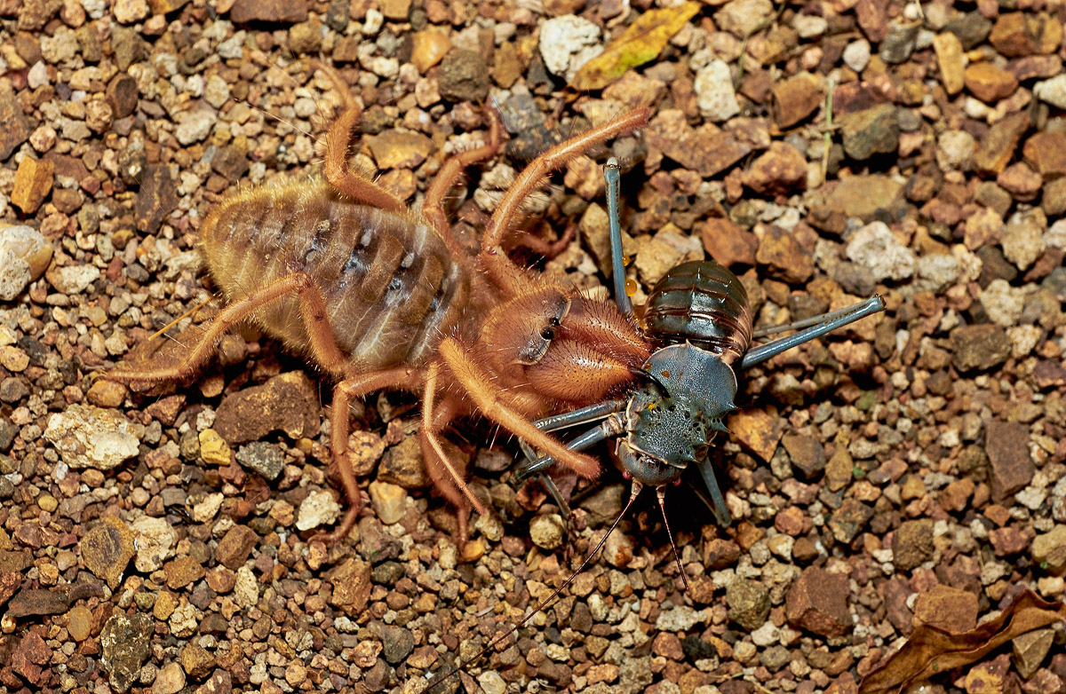Red Roman eating an Armored ground Cricket in Bateleur Bush Camp in the Kruger National Park