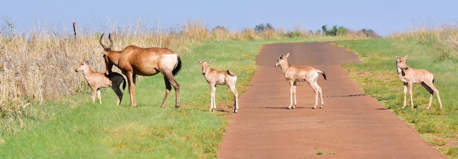 red hartebeest in Rietvlei red hartebeest in Rietvlei