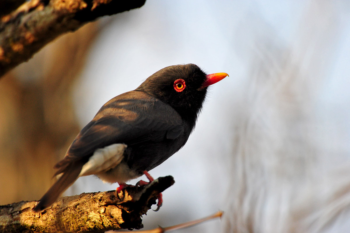 Redbilled Helmetshrike