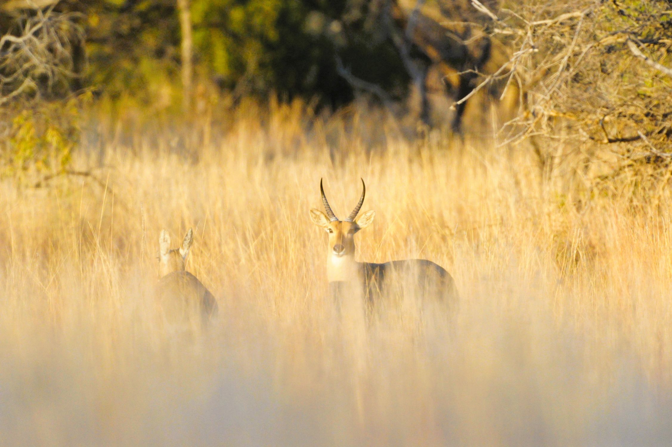 Reedbuck image taken in Pilanesberg