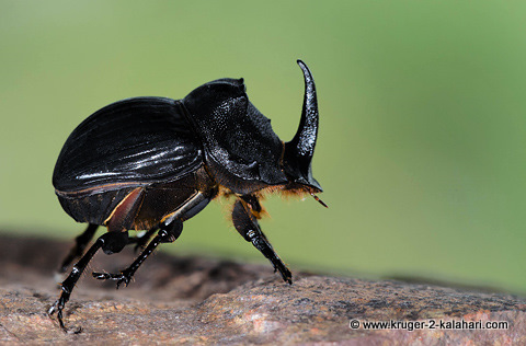 Rhinoceros Beetle Rhinoceros Beetle