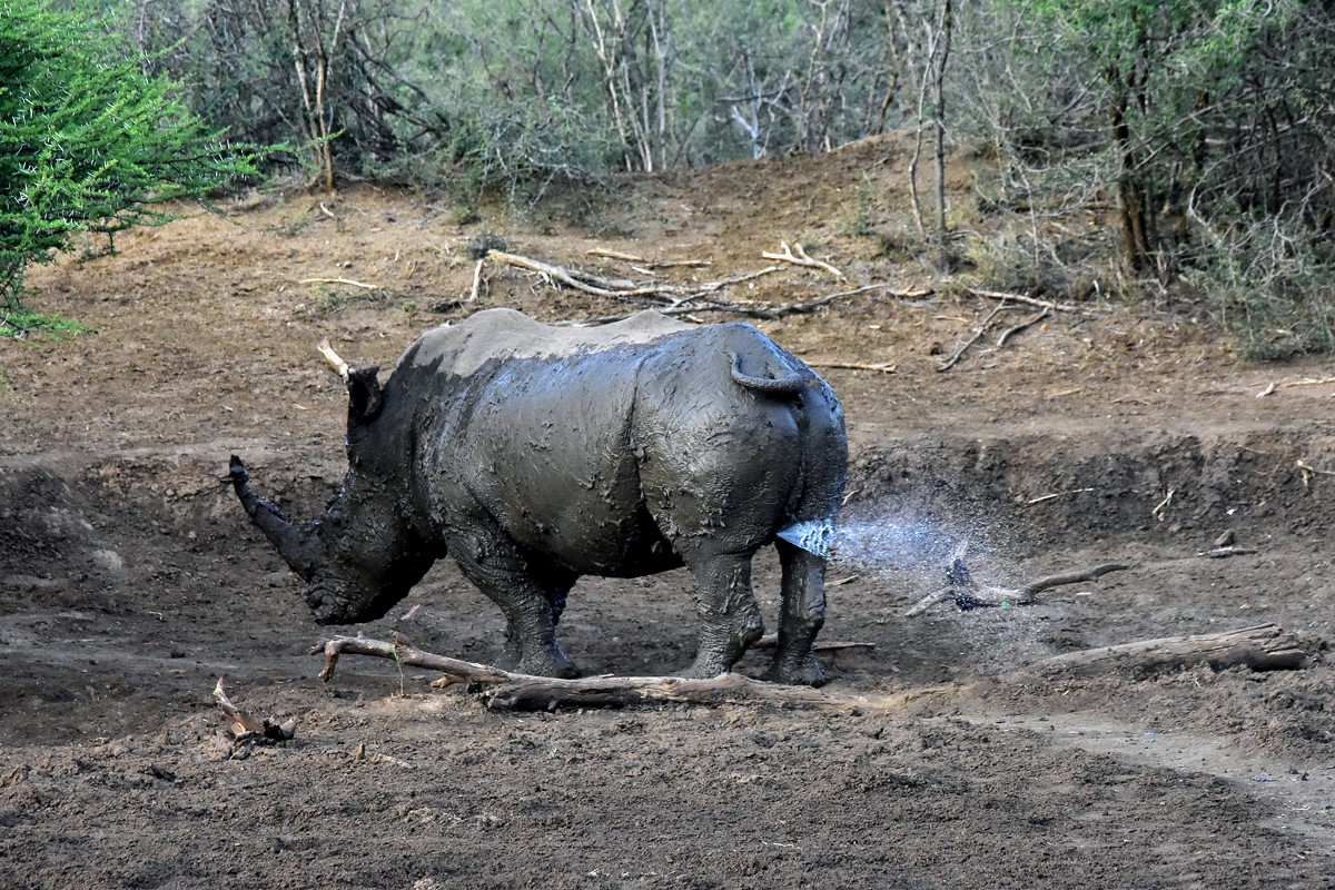 white rhino weeing in Madikwe