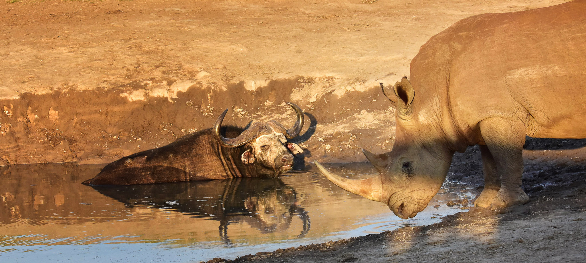 rhino and buffalo at Vleisfontein