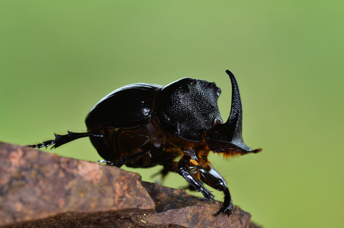 Rhino beetle also known as Africa's little Five, image taken in the Kruger National Park