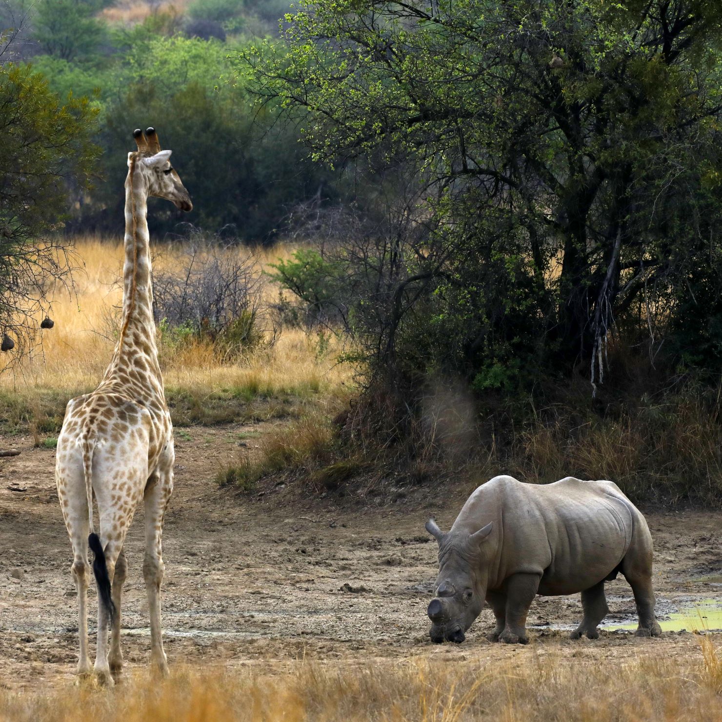 White rhino and giraffe sizing each other at a waterhole