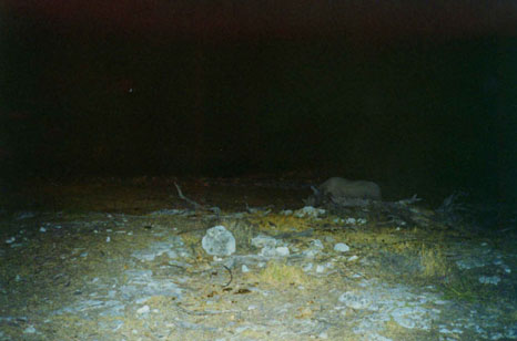 Etosha rhino Etosha rhino