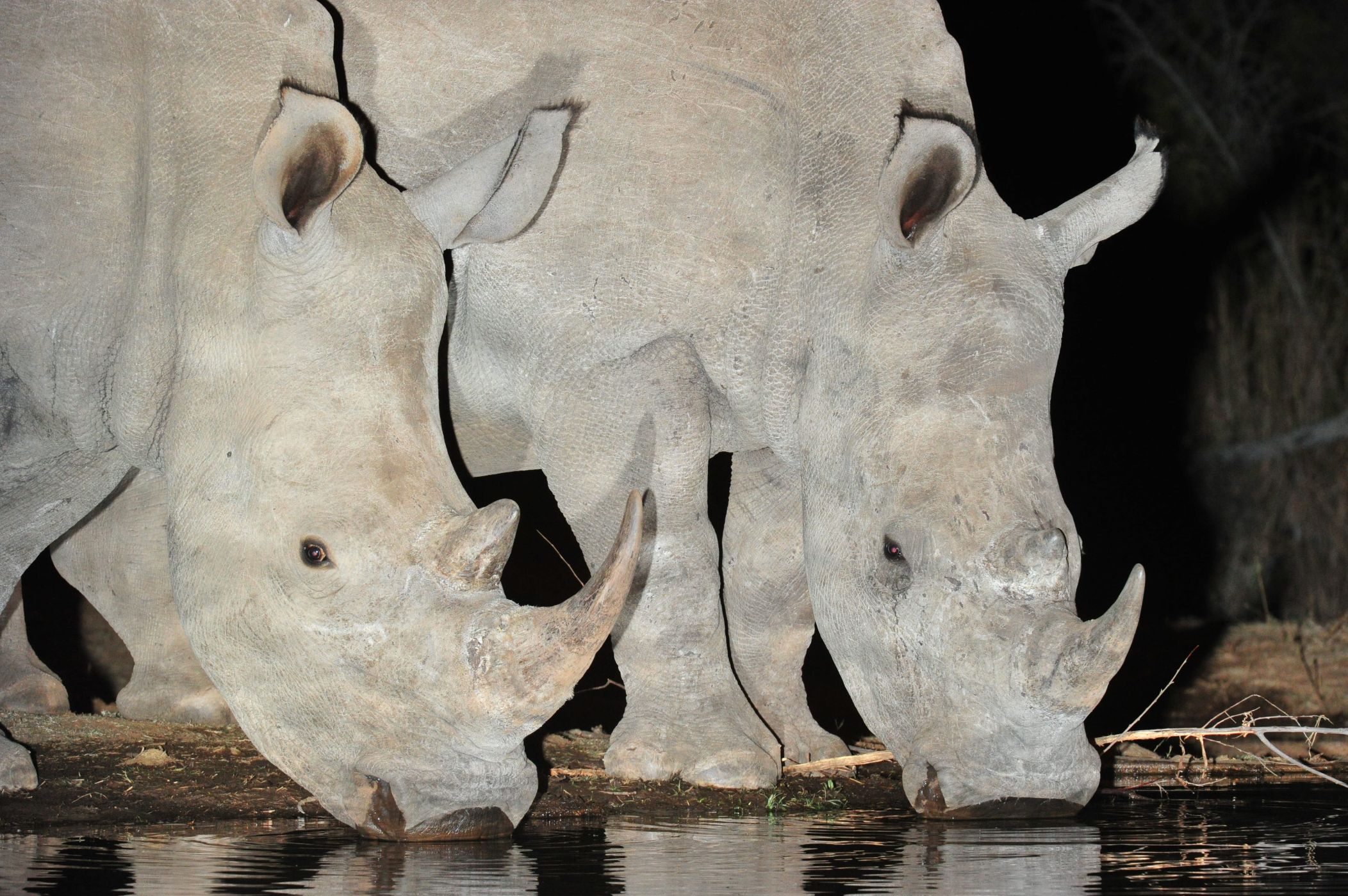 Rhinos drinking at the hide waterhole at night at Kwa Maritane