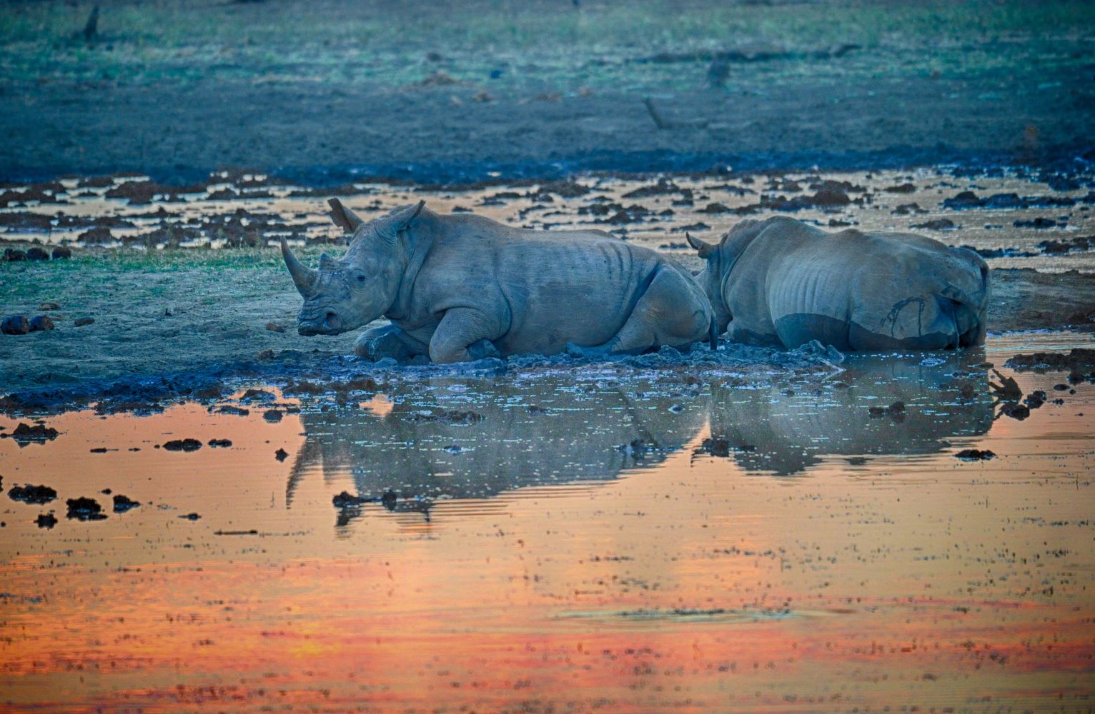 two Rhinos chilling near the water edge while on game drive with Makanayane Safari Lodge