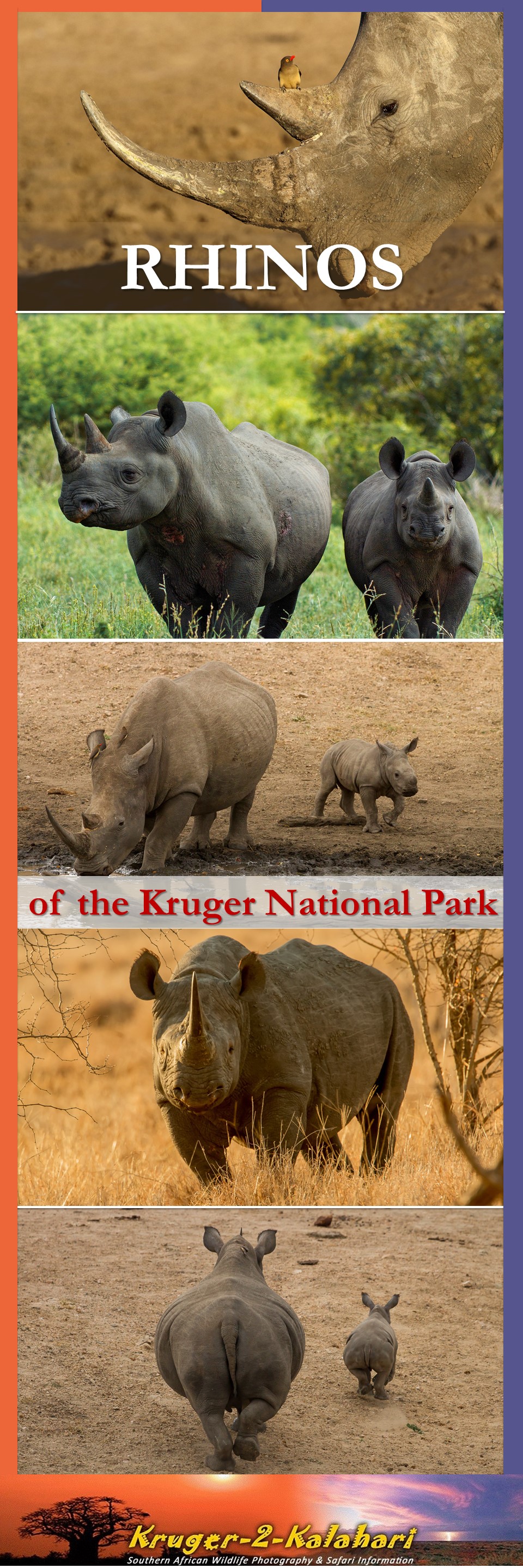 Rhinos of the Kruger National Park