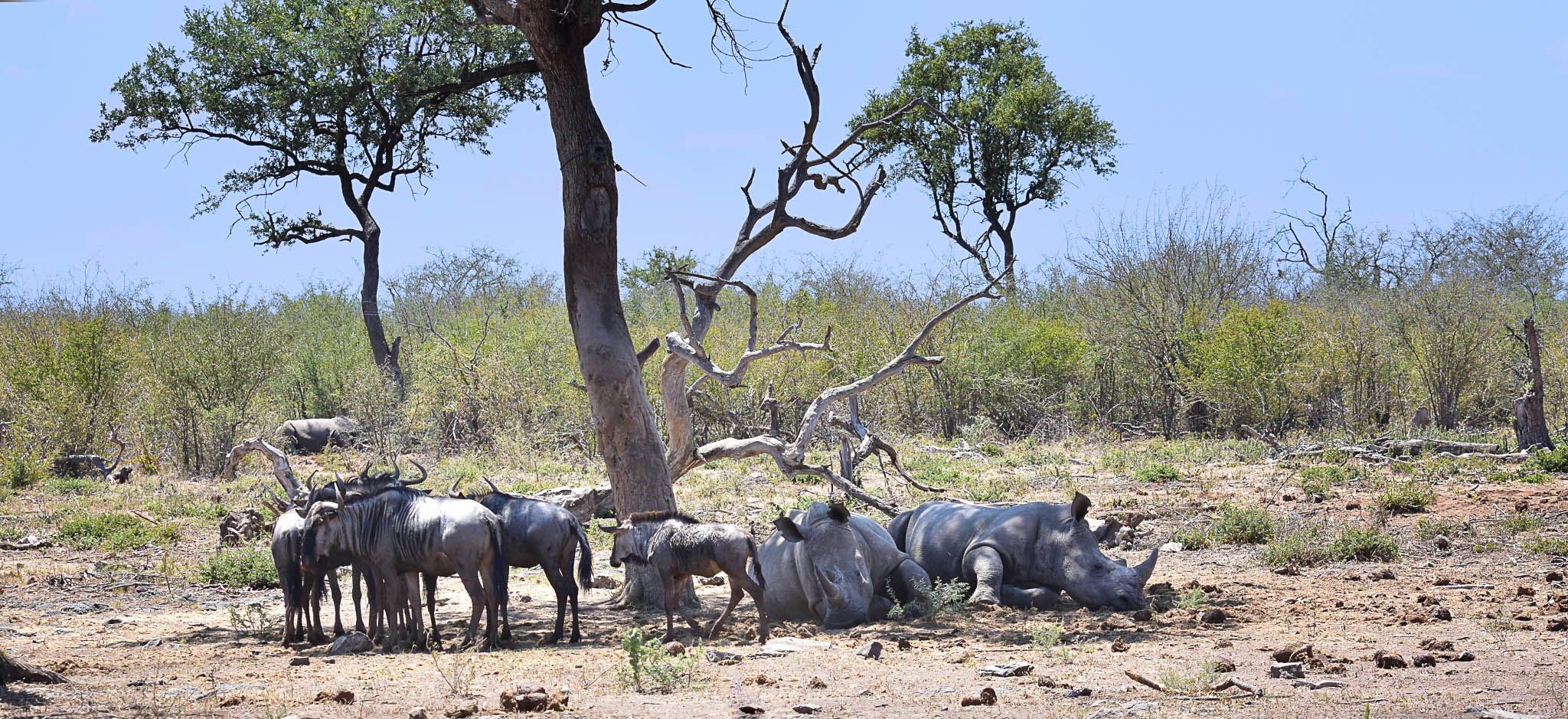 rhinos under tree at Melorane
