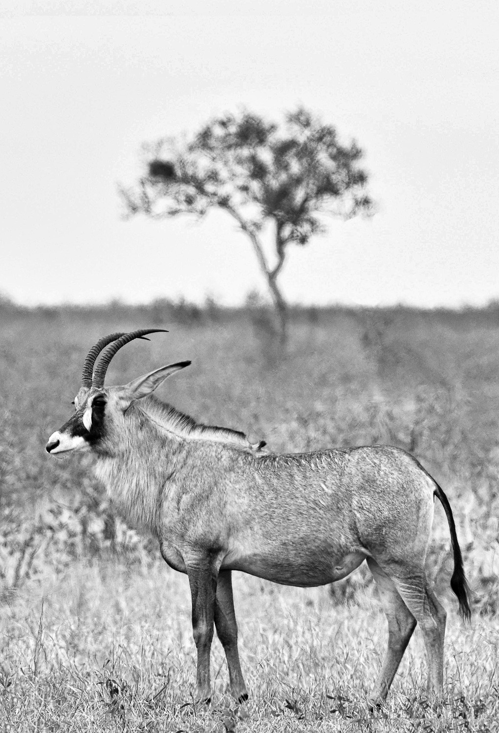 Roan at the Boyela waterhole on the H1-7 in the Northern Kruger National Park