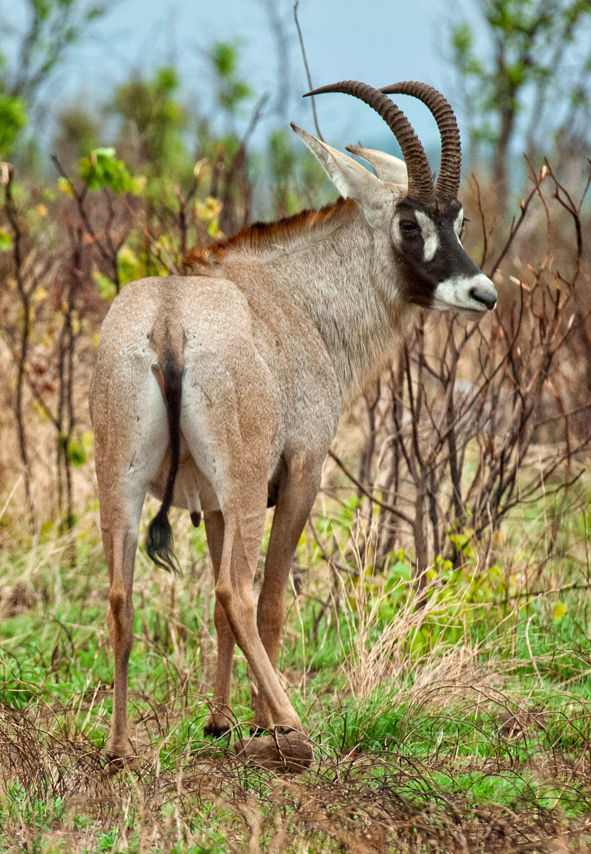 Roan on the H1-7 near Punda Maria Camp in the Northern Kruger National Park