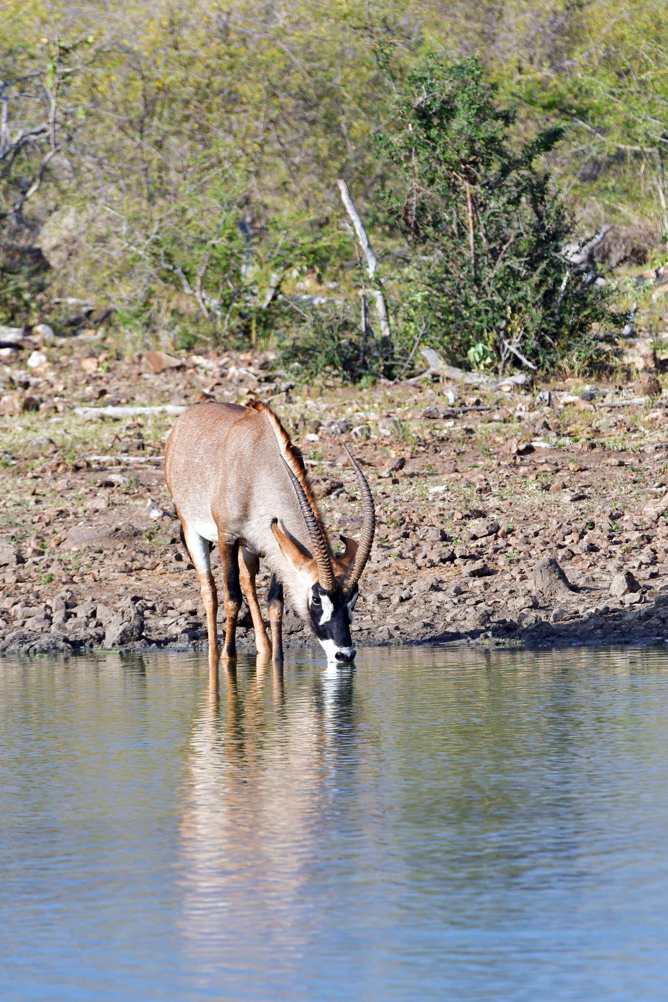 Roan antelope at Nkwe Pan
