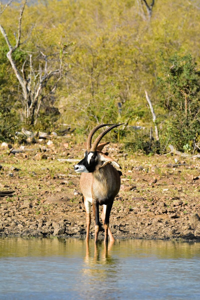 Roan at Nkwe Pan in Madikwe Roan at Nkwe Pan in Madikwe