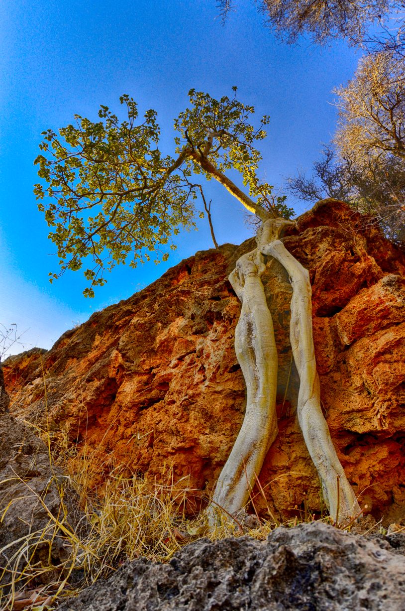 Rock Fig image taken on game drive with Motswiri Private Safari Lodge
