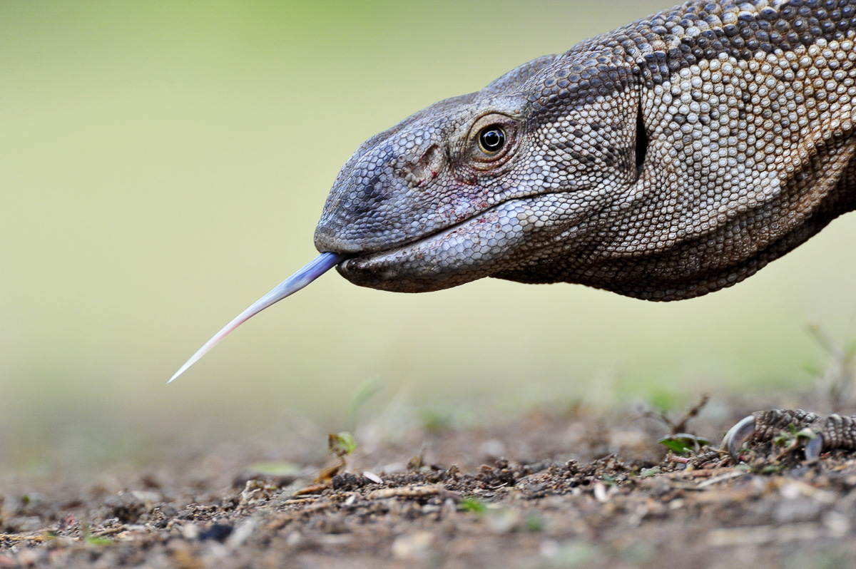 Rock monitor at Satara