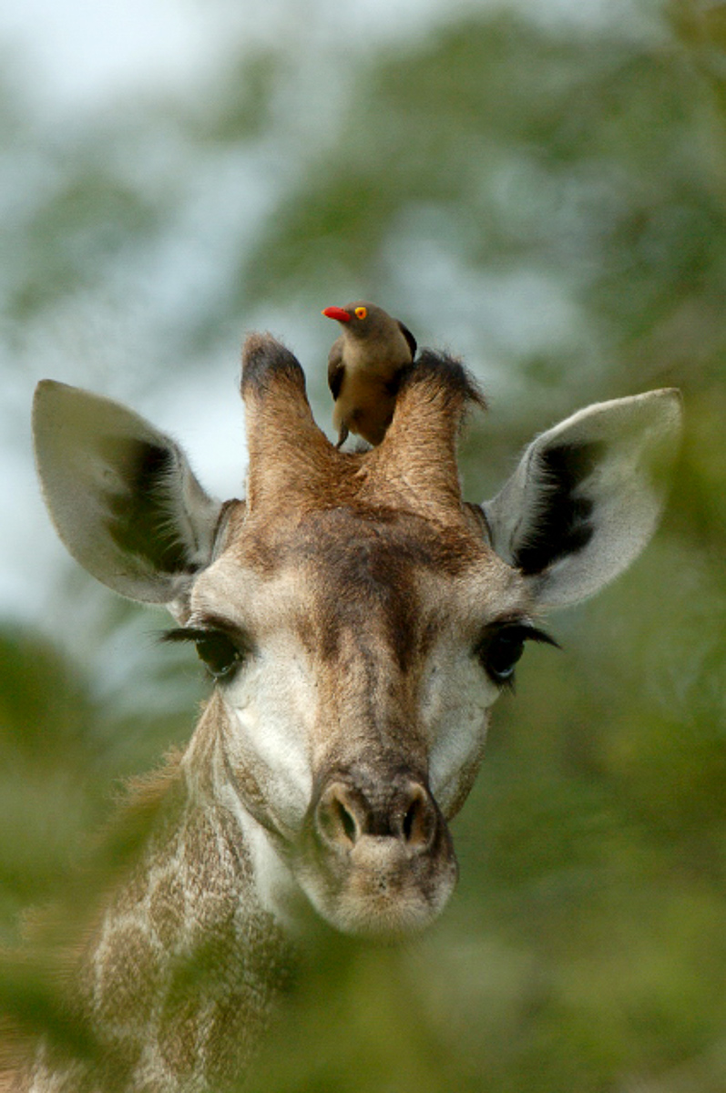Giraffe love the Roodewal area