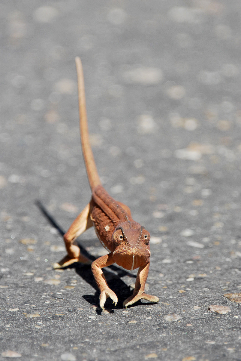 Red flap neck Chameleon