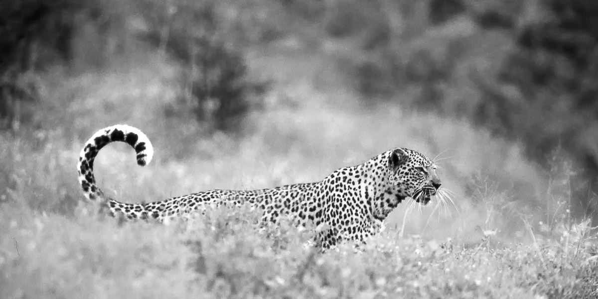 Leopard in the Roodewal area