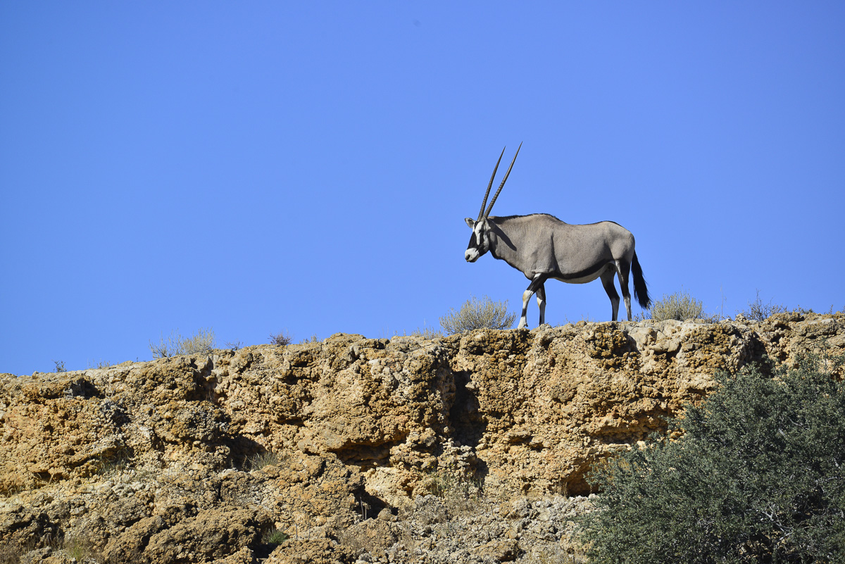 Rooiputs gemsbok on ridge