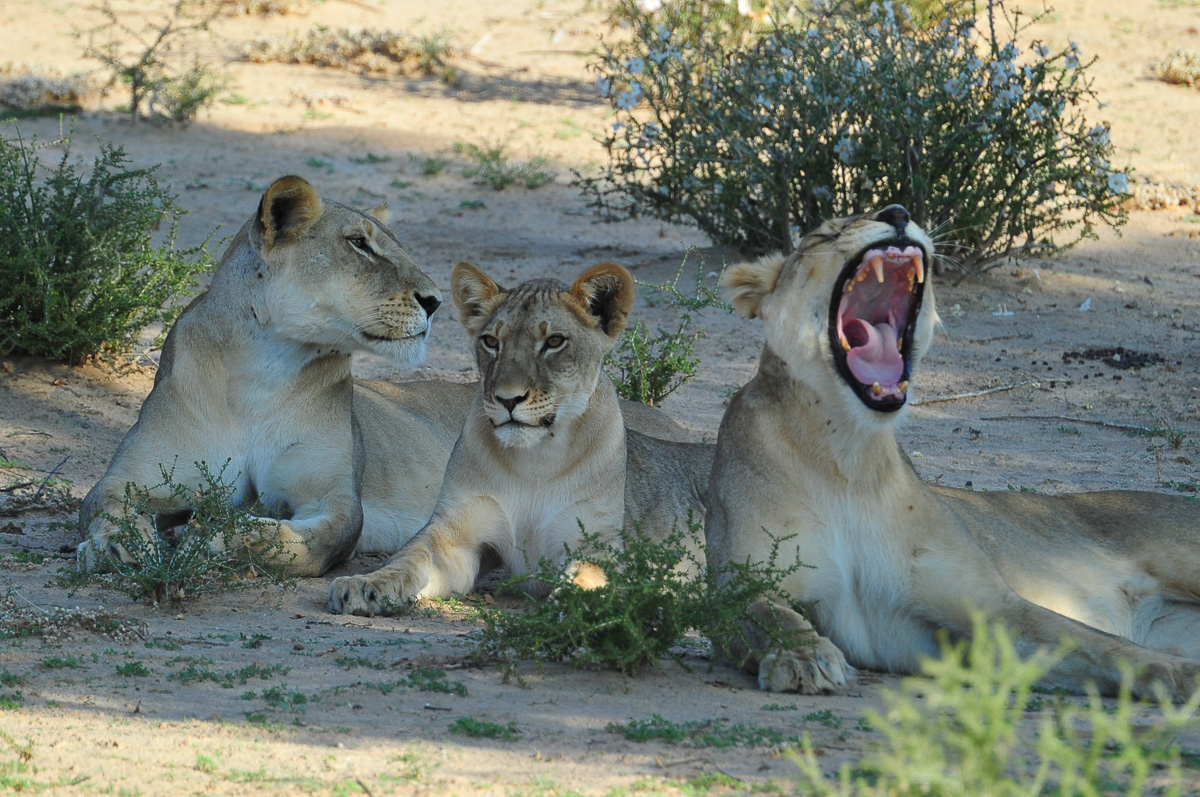 The regular Rooiputs Lodge lion pride