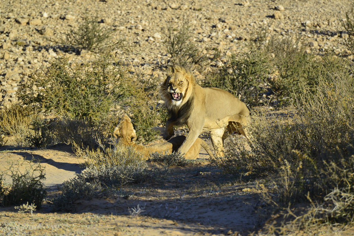 mating lions at Rooiputs
