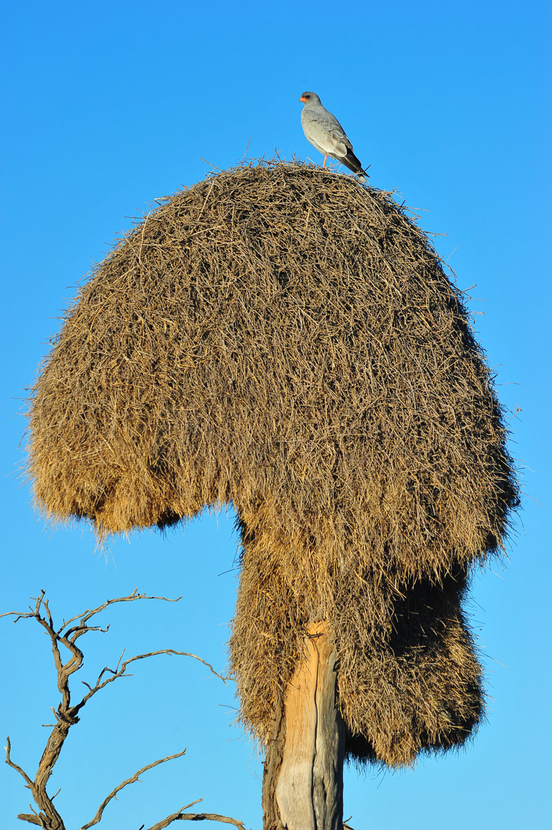 pale chanting Goshawk on sociable weavers nest