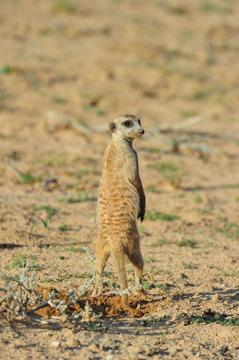 Rooiputs suricate