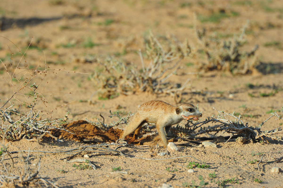 Suricate with Gecko kill