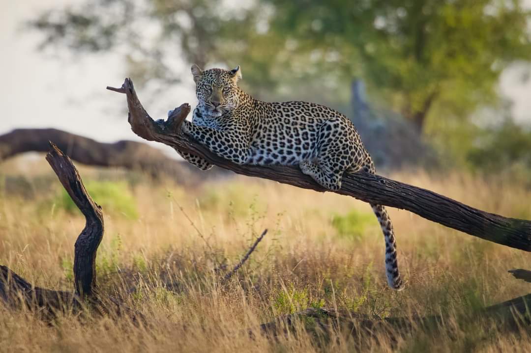 Russell Dawson leopard Russell Dawson leopard