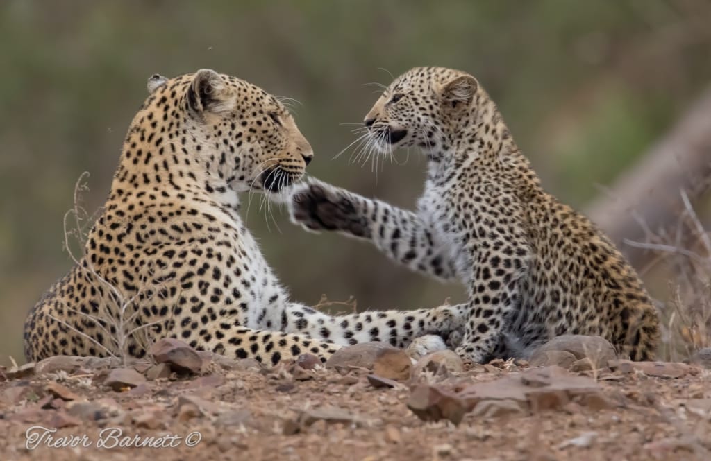 s147 leopards - mother and daughter