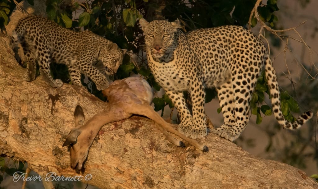 s147 leaopards - mother and daughter