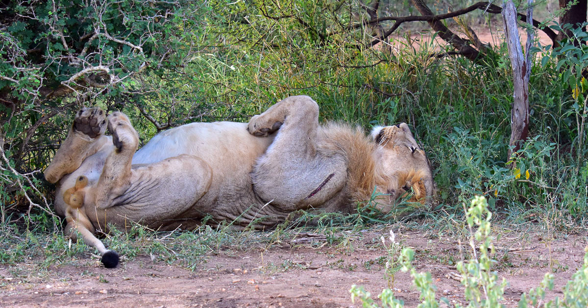 sleeping lion