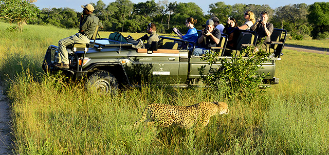 Cheetah sighting on game drive at Cheetah Plains lodge Cheetah sighting on game drive at Cheetah Plains lodge