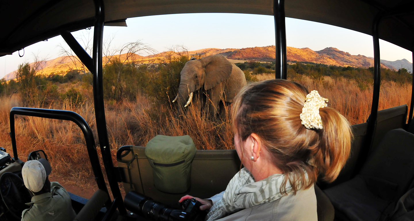 Elephant seen on Guided game drive with Shepherds Tree