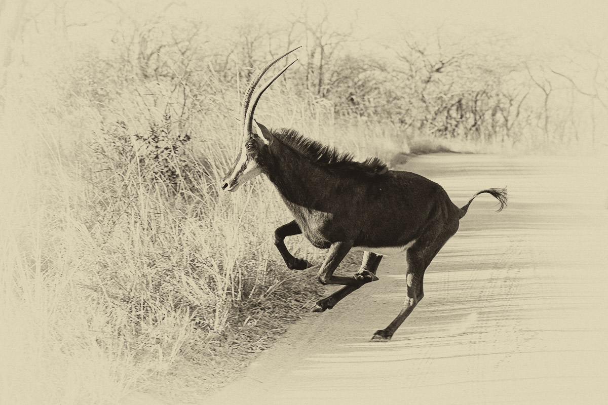 Sable Antelope running across the S3 near Pretoriuskop in the Kruger National Park