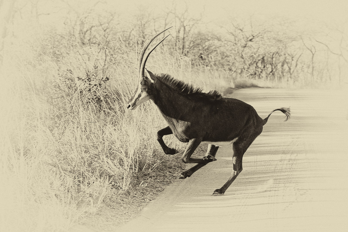 Rare Animals of the Kruger National Park - roan, sable, honey-badger..