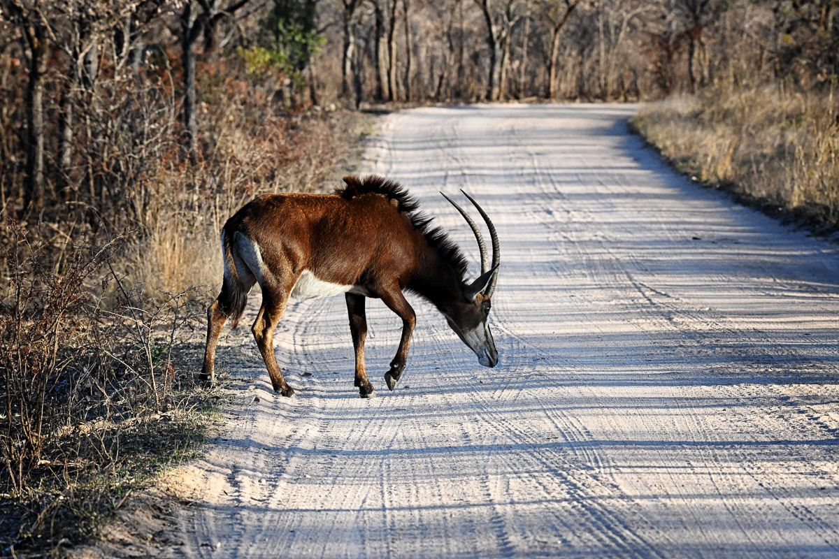Sable antelope walking on the S3 near Pretoriuskop in the Kruger National Park