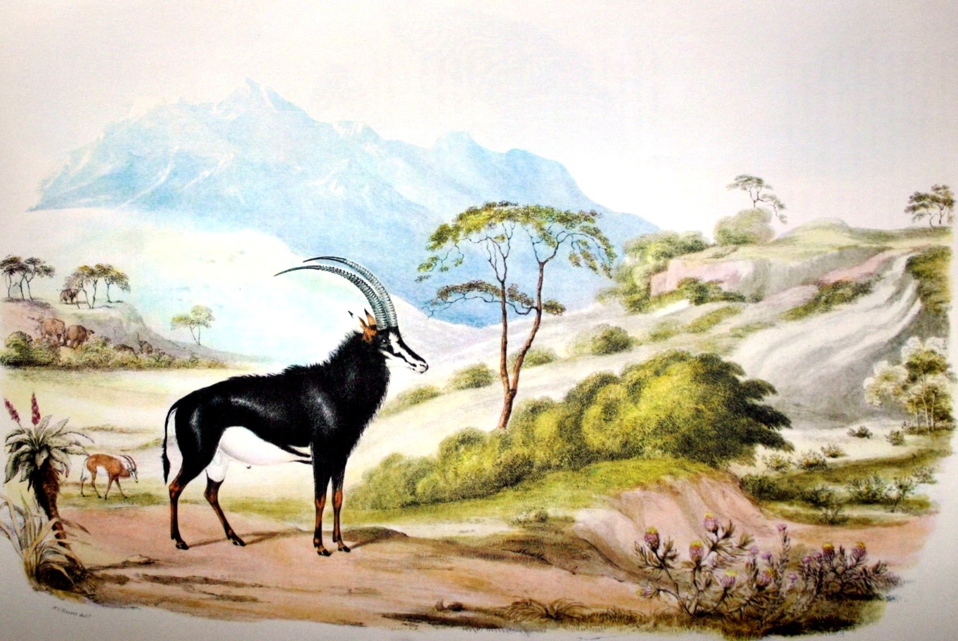 Sable antelope in Magaliesberg