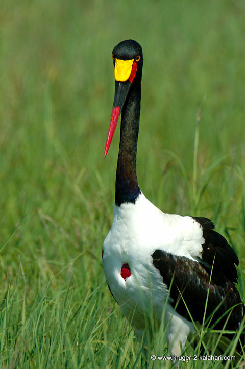 Saddle-billed stork in Kruger park Saddle-billed stork in Kruger park