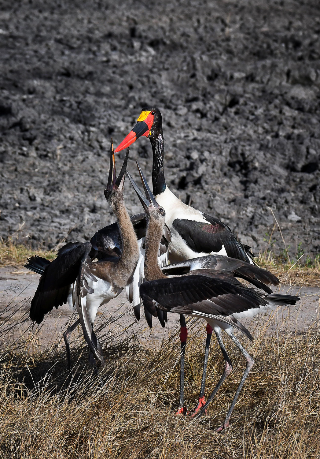 Saddlebilled Stork feeding chicks Kwaggaspan on the H3 in the Kruger National Park