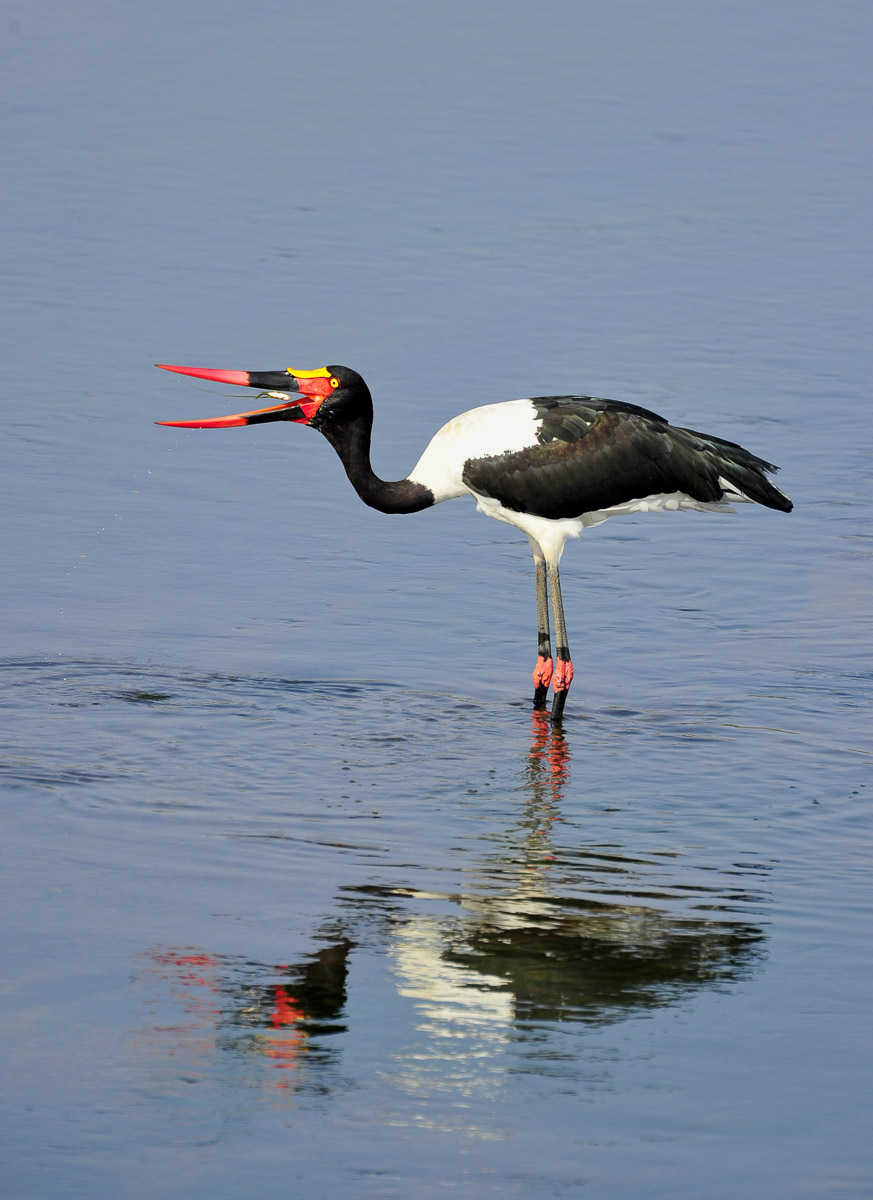 Saddlebilled Stork in Letaba River