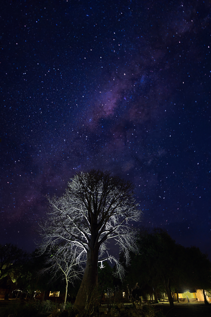 Satara baobab tree with stars in the Kruger