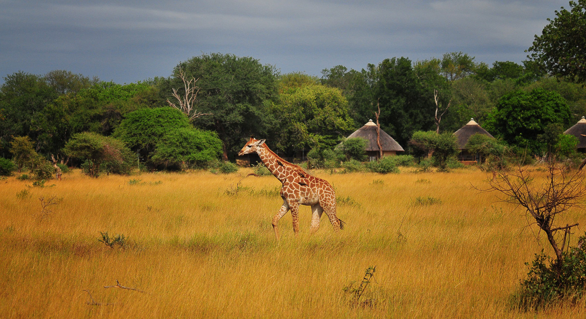 Giraffe walking past Satara camp