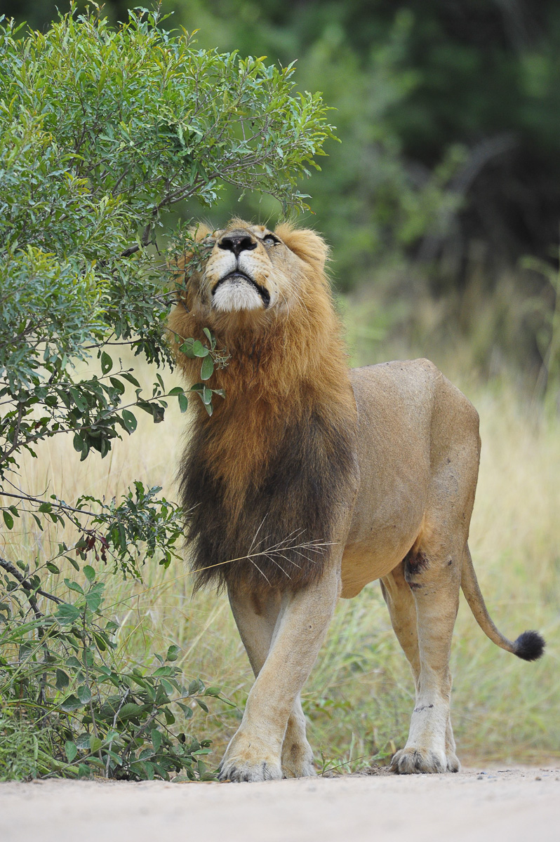 Male Lion on the S100 near Satara