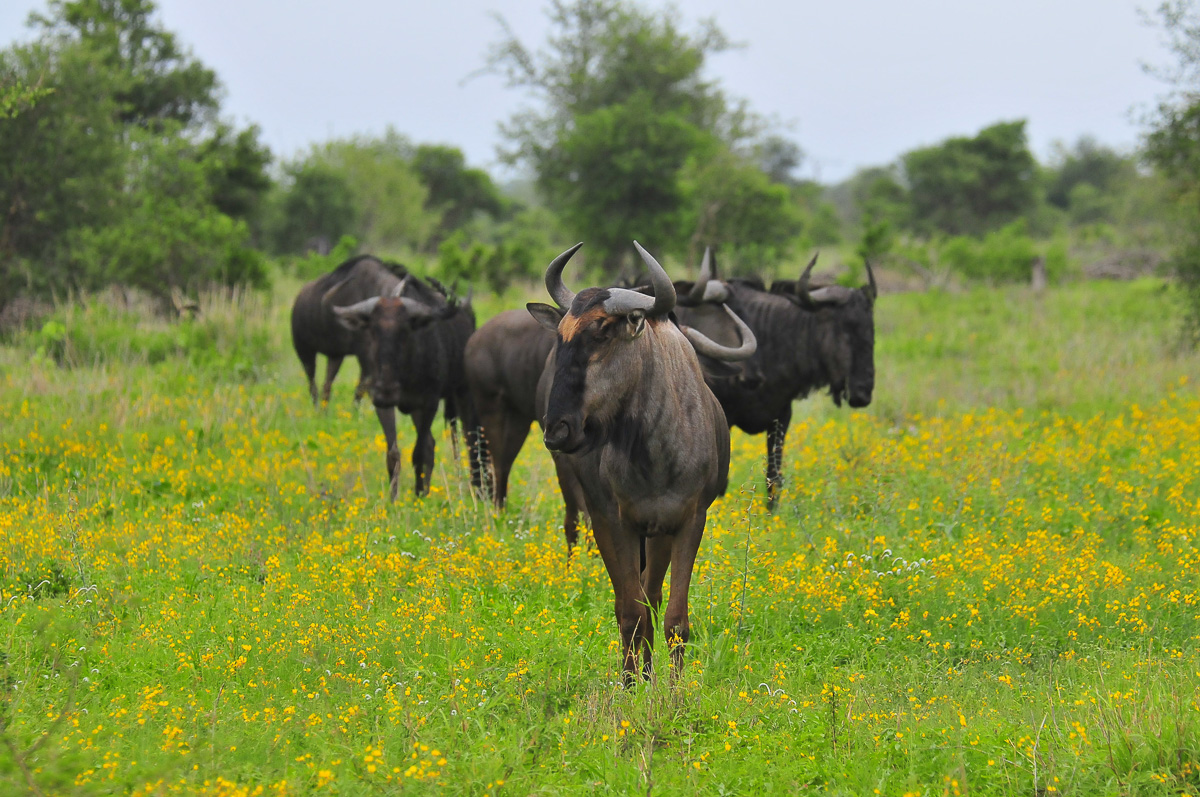 Blue Wildebeest in Yellow flowers near Satara rest camp
